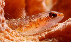 Many-host goby, Pleurosicya mossambica. Picture taken on ... by Anouk Houben 